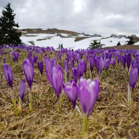 Encijan - Velika Planina Stahovica