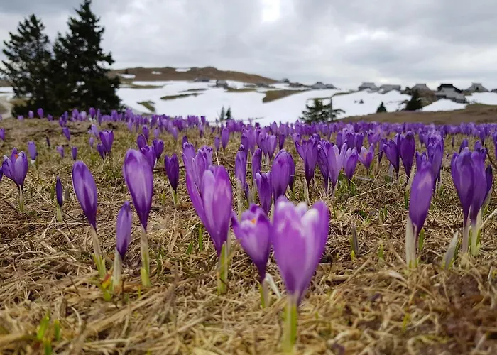 Encijan - Velika Planina Stahovica